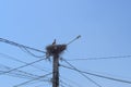 Beautiful stork in her nest on the electricity pillar against the blue sky