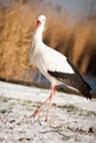 Beautiful stork at the park