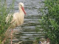 Beautiful stork in the river fishing red beak black and white feathers