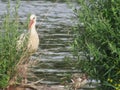 Beautiful stork in the river fishing red beak black and white feathers