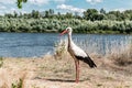 Beautiful stork on the river shore in summertime