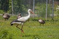 A beautiful stork standing on the grass