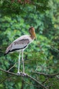 Beautiful stork standing on top of tree