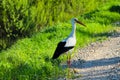 A beautiful stork stepped on the road in the forest