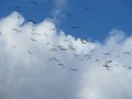 beautiful storks flying in group disoriented aimless group Royalty Free Stock Photo