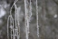 Beautiful storm of cold and snow frost ice under zero ice Royalty Free Stock Photo