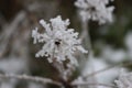 beautiful storm of cold and snow frost ice under zero ice Royalty Free Stock Photo