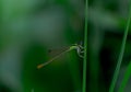 Flying insect in open air