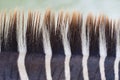 Beautiful straight row soft zebra neck fur, animal hair in fine style