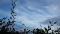 Beautiful strands of crisscrossed grass leaves and circles on a blue cloud background