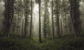 Beautiful strange forest with fog through beech trees Royalty Free Stock Photo