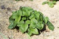 Beautiful strawberry bush Royalty Free Stock Photo