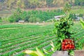 Beautiful strawberry farm at Chiangmai, Thailand. Royalty Free Stock Photo