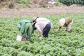 Beautiful strawberry farm Royalty Free Stock Photo