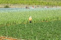 Beautiful strawberry farm Royalty Free Stock Photo