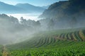 Beautiful strawberry farm and among mountain and fog in the morn