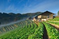 Beautiful strawberry farm and thai farmer house on hill Royalty Free Stock Photo