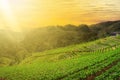 Beautiful Strawberry Farm And Thai Farmer hut On Hill Royalty Free Stock Photo