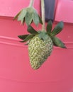 Beautiful Strawberry growing very nicely