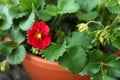 Beautiful strawberry plant with red flower and unripe fruit in pot, closeup Royalty Free Stock Photo