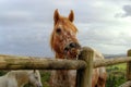 A Beautiful Strawberry Roan/ Orange or Red Horse Pulls a Silly Face