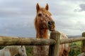 Beautiful Strawberry Roan/Red or Orange Horse Pulls A Funny Face
