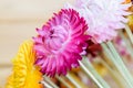 Beautiful strawflowers Royalty Free Stock Photo