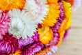Beautiful strawflowers Royalty Free Stock Photo