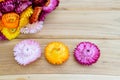 Beautiful strawflowers Royalty Free Stock Photo