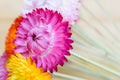 Beautiful strawflowers Royalty Free Stock Photo