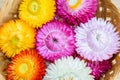 Beautiful strawflowers Royalty Free Stock Photo