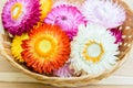 Beautiful strawflowers Royalty Free Stock Photo