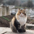 Beautiful stray cat in Ancient city of Efesus Royalty Free Stock Photo