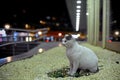 Stray cat at the street in natural surroundings