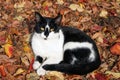 Beautiful stray cat posing on leaves in autumn