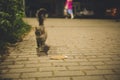 A beautiful stray cat runs down the street at night towards the camera. A fluffy cute homeless cat walks along a city Royalty Free Stock Photo