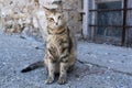 A beautiful stray cat sits in front of a window of the Venetian Shipyards Arsenals in the old harbor of Chania, Crete 1 Royalty Free Stock Photo