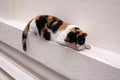 Beautiful stray cat sleeps on a white wall in the streets of bangkok.