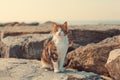 Beautiful stray cat standing on the rocks by the sea