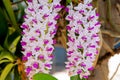 Beautiful streaked orchids flower tree