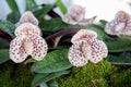 Beautiful streaked orchids flower tree