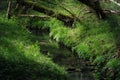 A beautiful stream in the big forest in Eupen in belgium