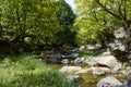 A beautiful stream flowing in the greenery Royalty Free Stock Photo