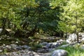 A beautiful stream flowing in the greenery Royalty Free Stock Photo