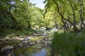 A beautiful stream flowing in the greenery Royalty Free Stock Photo