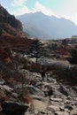 beautiful stream flowing through the scenic mountain valley, surrounded by himalaya and alpine forest Royalty Free Stock Photo