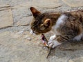 Street Cat eating fish at outdoor Royalty Free Stock Photo