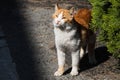 A beautiful street cat. A ruddy white cat stands facing the sunlight in spring Royalty Free Stock Photo