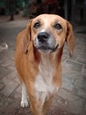 A beautiful street dog.He is very cute Royalty Free Stock Photo