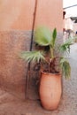 Beautiful street plant decoration